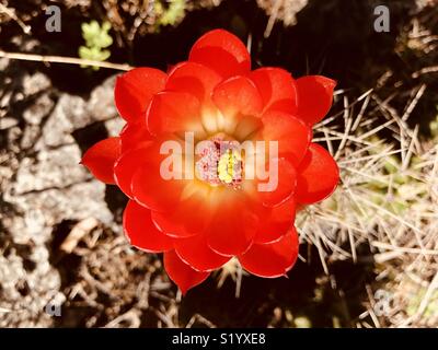 Claret cup cactus flower Stock Photo