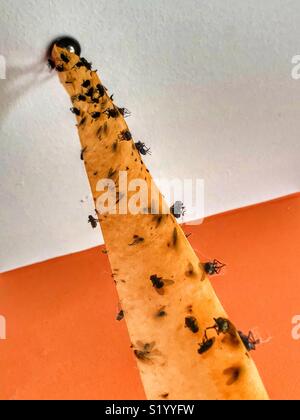 Dead flies stuck to a sticky fly paper trap Stock Photo - Alamy