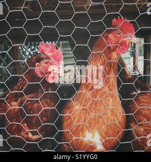 Backyard Rhode Island Red chickens behind chicken wire in pen underneath coop Stock Photo