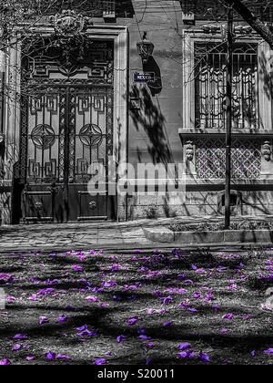 Bright Purple Jacaranda Petals in front of an ornately decorates building in Colonia Condesa Hipódromo, Mexico City Stock Photo