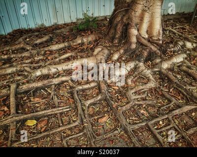 The roots of a Chinese banyan tree (Ficus microcarpa) follow the grid of pavers on the footpath of a street in Tin Shui Wai, New Territories, Hong Kong Stock Photo