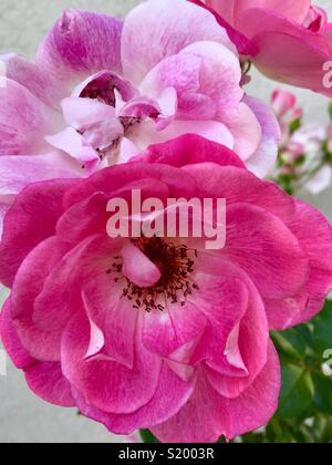 Dark pink and light pink roses in full bloom in Spring Stock Photo