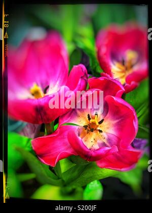 Three pink tulips Stock Photo