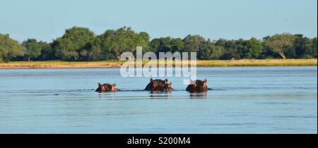 Hippos in the Zambezi River in Africa Stock Photo