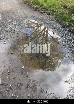 Trees reflected in puddle Stock Photo