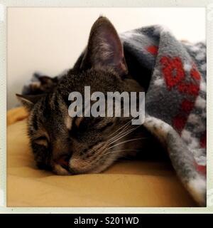 Sleeping tabby cat under fleece blanket Stock Photo