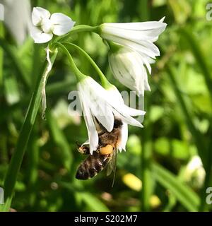 A honey bee collects pollen from a white flower in El Bosque, Sierra de Grazalema, Andalusia, Spain Stock Photo