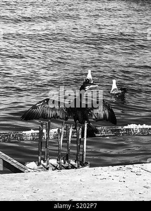 Sea hunter Istanbul Bosphorus Stock Photo