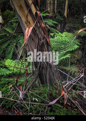 Peeling bark of the Blue Mountains Ash (Eucalyptus oreades) in late summer, Leura, Blue Mountains National Park, NSW, Australia Stock Photo