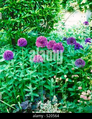 Giant Alliums in the Summer Garden Stock Photo