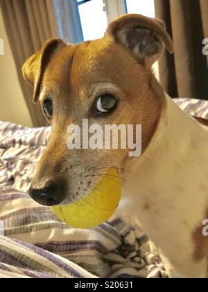 Quizzical looking dog with yellow ball in mouth, eyes facing camera with a comedy expression on face Stock Photo