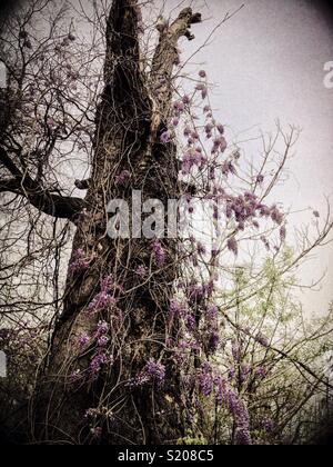 Wisteria climbs dead tree in city vacant lot