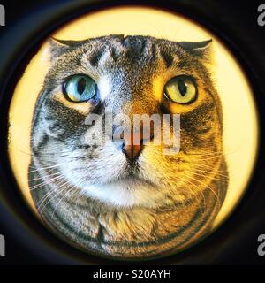 7+ Thousand Cat Fish Eye Royalty-Free Images, Stock Photos & Pictures