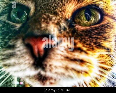 Brown tabby cat with green eyes looks into camera Stock Photo