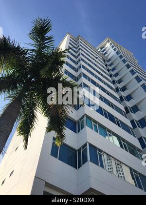 High-rise building and palm tree in Bocagrande, Cartagena, Columbia Stock Photo