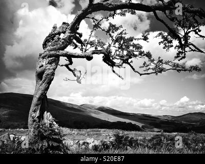 B&W Hipstamatic shot of ancient wind blown tree with contorted trunk and branches along St.Cuthbert’s Way in Northumberland Stock Photo
