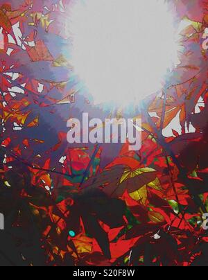 Sun rays shining through red maple leaves. Stock Photo