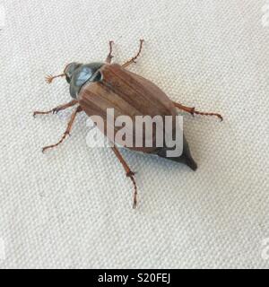 Maybeetle with only one tentacle on white background