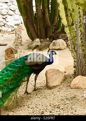 Colorful male peacock  blue and green peacock walking amongst large light green cactus plants in desert landscape in Southern California Stock Photo