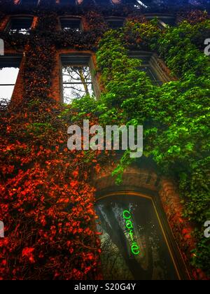Ivy growing on the side of a building in Pioneer Square, Seattle Washington Stock Photo