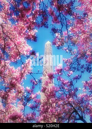 Spring time at Cleopatra‘s needle surrounded by pink magnolia blossoms, Central Park, NYC, USA Stock Photo