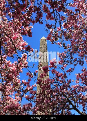 Spring time at Cleopatra‘s needle or Bliss surrounded by pink magnolia blossoms, Central Park, NYC, USA Stock Photo