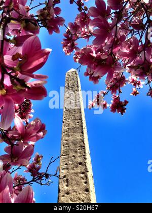 Springtime at Cleopatra‘s needle surrounded by pink magnolia blossoms, Central Park, NYC, USA Stock Photo