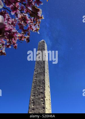 Spring time at Cleopatra‘s needle surrounded by pink magnolia blossoms, Central Park, NYC, USA Stock Photo
