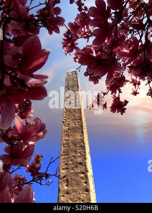 Spring time at Cleopatra‘s needle, surrounded by pink magnolia blossoms, central park NYC, USA Stock Photo