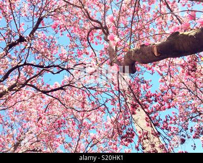 Springtime at Cleopatra‘s needle, surrounded by pink magnolia blossoms, Central Park, NYC, USA Stock Photo