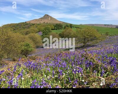 Roseberry Toppping in spring sunshine surrounded by bluebells Stock Photo