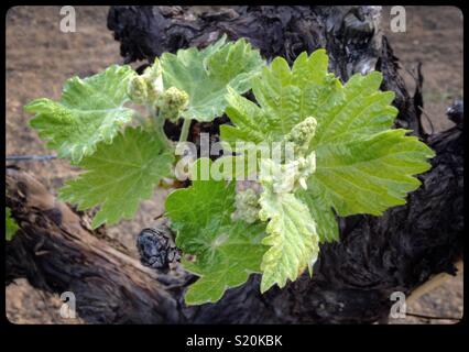 First signs of flower buds on Macabeo (white wine grape) vines, Catalonia, Spain. Stock Photo