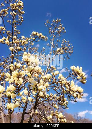 Springtime brings out the flowering magnolia trees in central park, New York City, USA Stock Photo