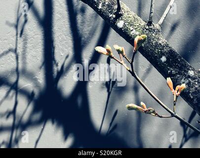 First signs of spring in the city Stock Photo