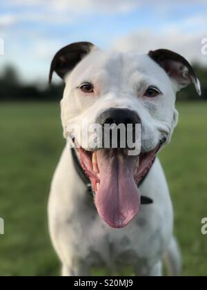 Staffordshire bull terrier cross best sale american bulldog