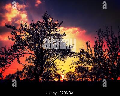 Sunset landscape: silhouetted trees with the sun setting down shining through with dramatic and colorful sky. Stock Photo