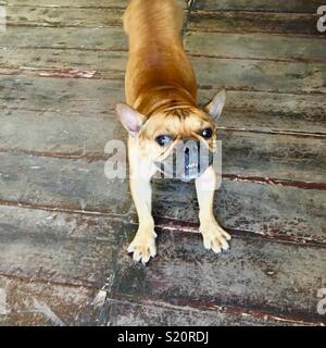 French bulldog having a stretch Stock Photo