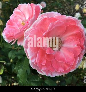 Roses in bloom Stock Photo