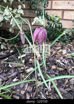 Snake head fritillary Stock Photo