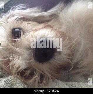 Our beautiful dog bishon yorkie cross. Stock Photo