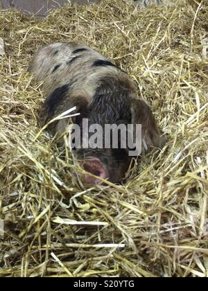 Scat Pig