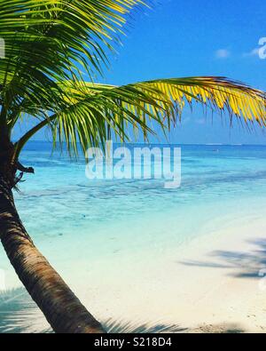 Palm trees, sand and sea Stock Photo