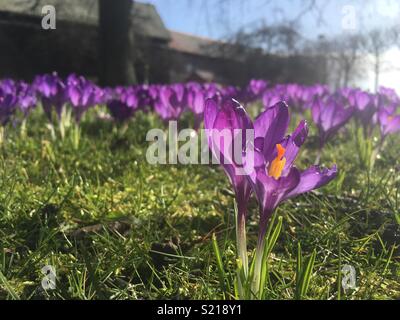 Crocus, Stratford-Upon-Avon, Warwickshire, England, March 2018 Stock Photo