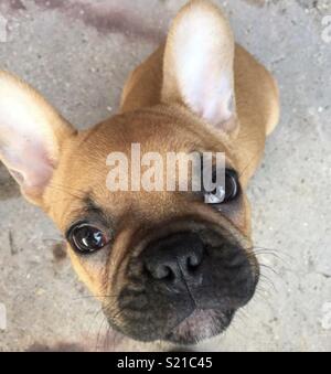 Ginger hot sale french bulldog