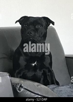 Serious staffordshire bull terrier, Stock Photo