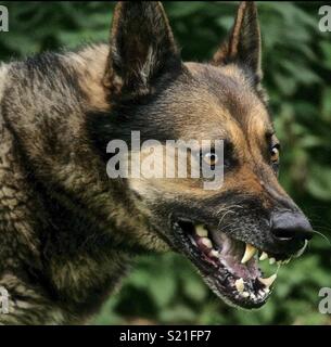 German Shepherd bares teeth Stock Photo