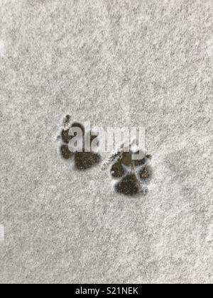 Paw prints in the snow Stock Photo