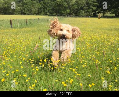 Dougal, my cockapoo, in a field of buttercups. Stock Photo