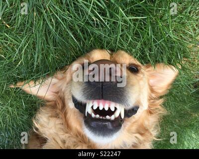 Golden retriever in the grass Stock Photo