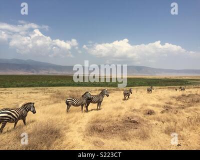 Zebra herd on the move. Ngorongoro Crater, Tanzania